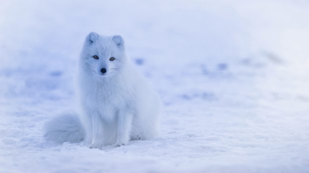 arctic_fox_polar_fox_snow_113350_3840x2160