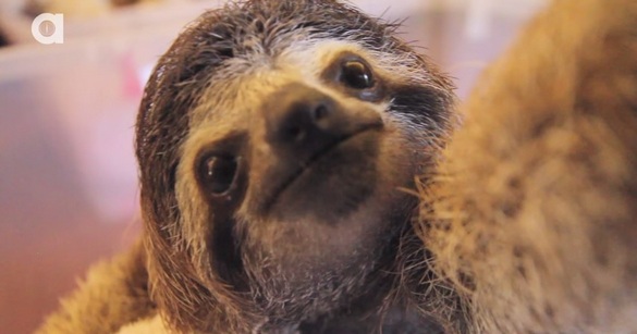 sloth selfie