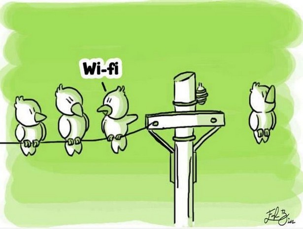 wi fi birds