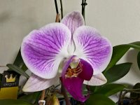 photo by Oppo Reno15